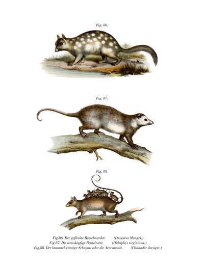 Beutelmarder von German School